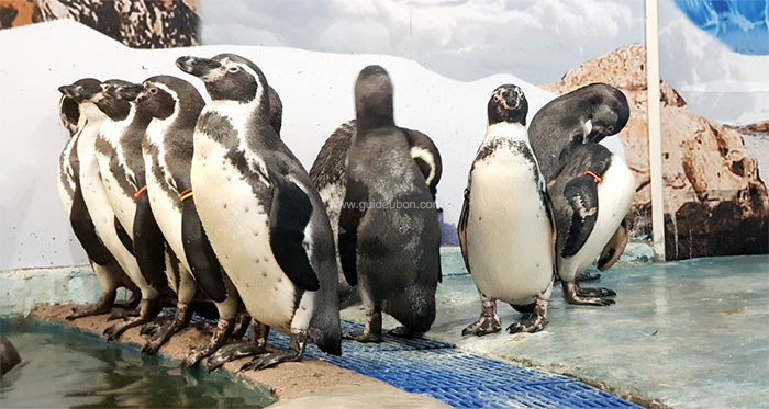 เพนกวิน-สวนสัตว์อุบล-02.jpg