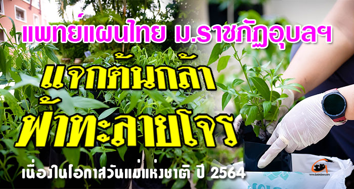 แพทย์แผนไทย-ฟ้าทะลายโจร-01.jpg