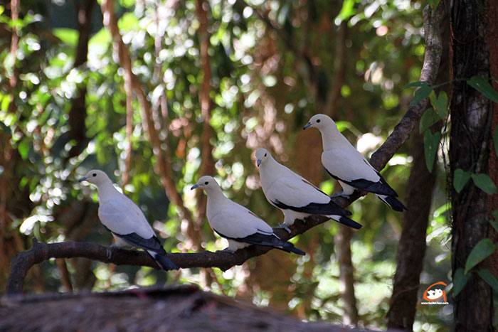 Bird-Park-Ubon-Zoo-11.jpg