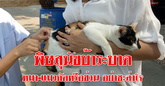 พิษสุนัขบ้า-หมา-แมว-ฉีดวัคซีน-01.jpg