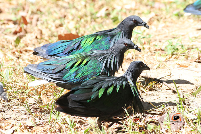 Bird-Park-Ubon-Zoo-08.jpg