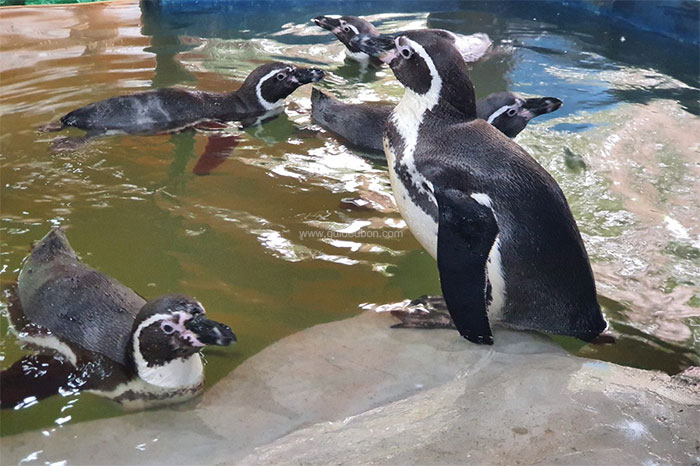 เพนกวิน-สวนสัตว์อุบล-06.jpg