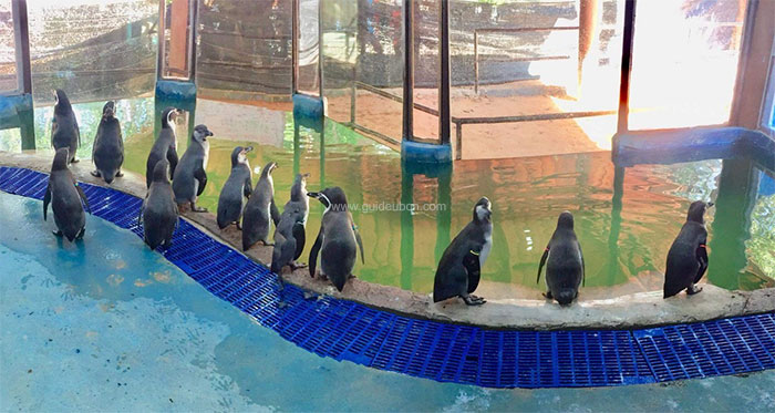 เพนกวิน-สวนสัตว์อุบล-03.jpg
