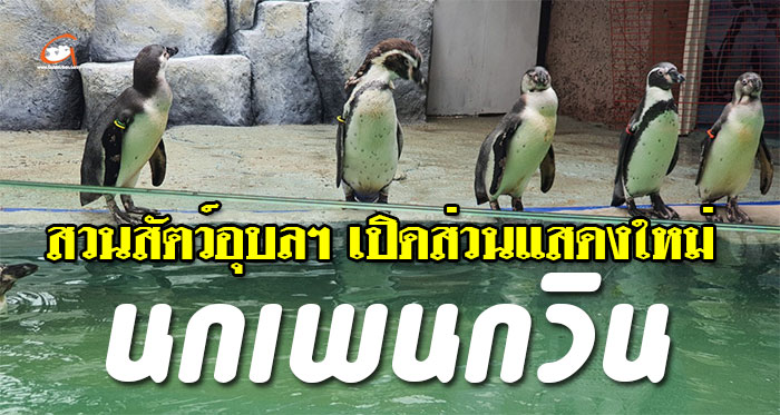 เพนกวิน-สวนสัตว์อุบล-01.jpg