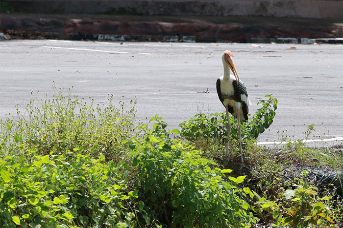 นกกาบบัว-สวนสัตว์อุบล-07.jpg