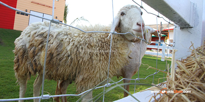 sheep-ชีฟวิลล์-ฟาร์มแกะ-05.jpg