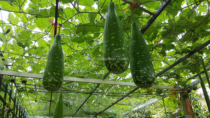 เกษตรอีสานใต้-2562-อุบล-06.jpg