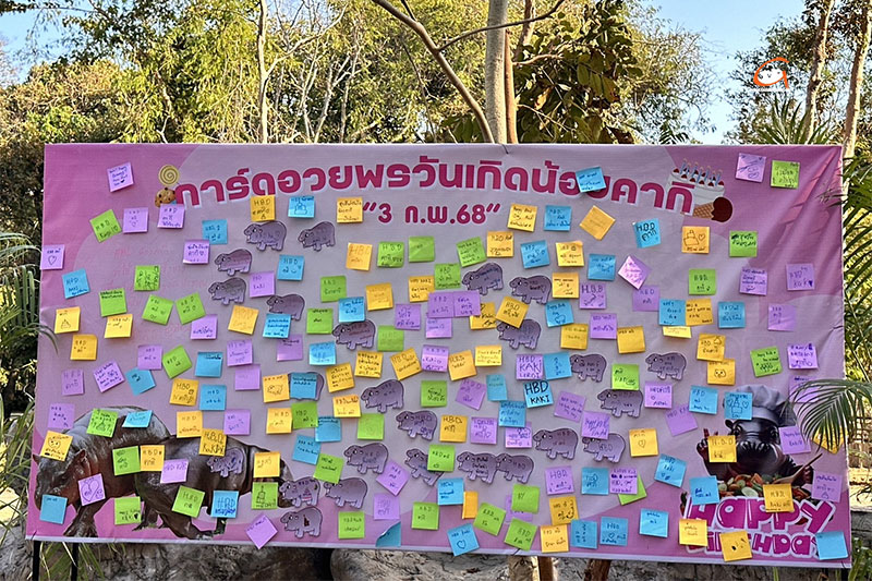สวนสัตว์อุบลราชธานี จัดวันเกิดให้น้องคากิ ครบรอบ1 ปี
