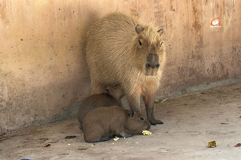สวนสัตว์อุบลฯ ต้อนรับสมาชิกใหม่ ลูกหนูยักษ์ หรือคาปิบาร่า