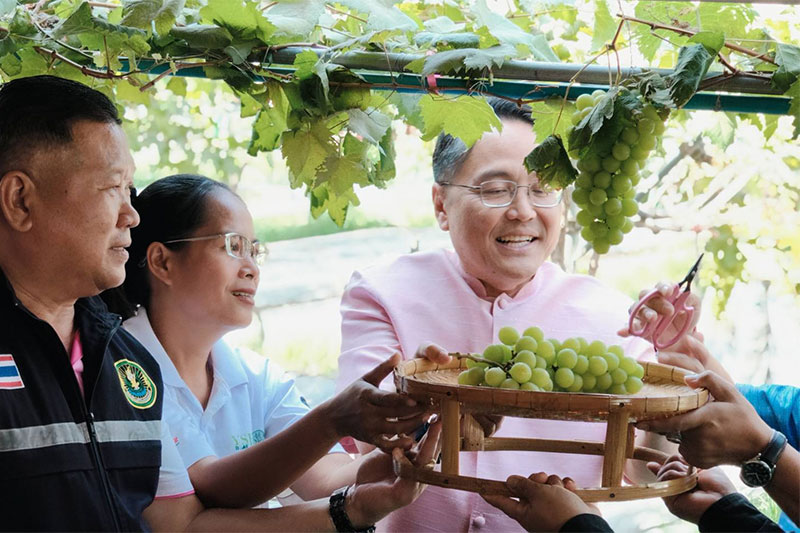 องุ่นฮันลี แซบอิหลี ของดีเมืองวาริน Hanlee Farm Story