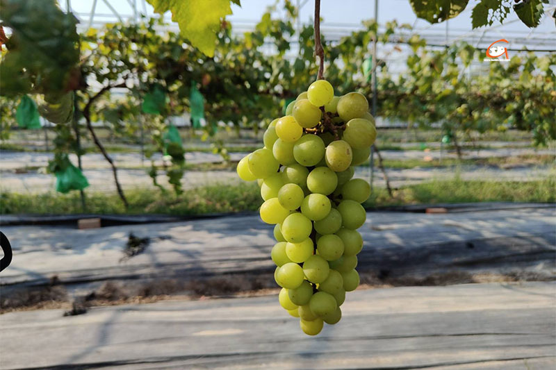 องุ่นฮันลี แซบอิหลี ของดีเมืองวาริน Hanlee Farm Story