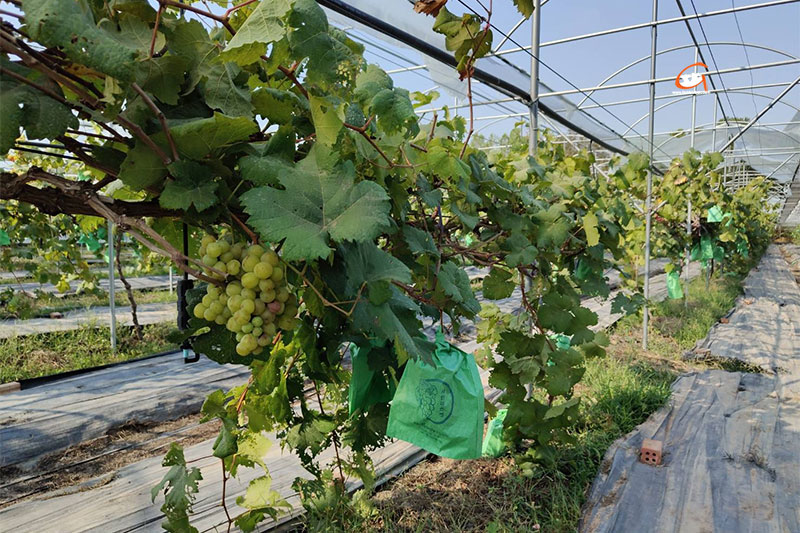 องุ่นฮันลี แซบอิหลี ของดีเมืองวาริน Hanlee Farm Story