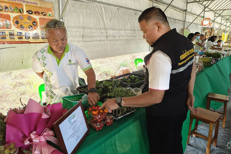 องุ่นฮันลี แซบอิหลี ของดีเมืองวาริน Hanlee Farm Story