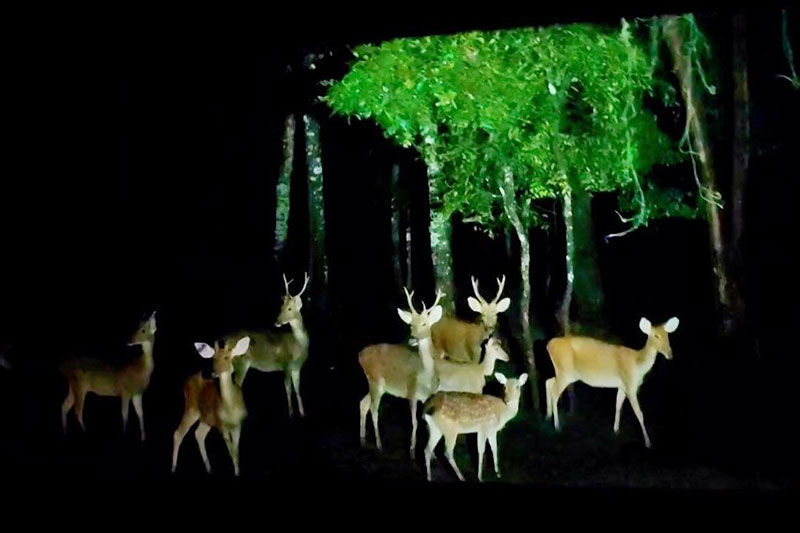 ชมทุ่งดอกเทียนเรืองแสง และส่องสัตว์กลางคืน Night Zoo 2568