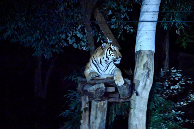 ชมทุ่งดอกเทียนเรืองแสง และส่องสัตว์กลางคืน Night Zoo 2568
