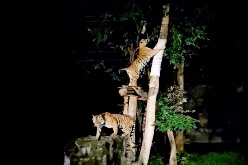 ชมทุ่งดอกเทียนเรืองแสง และส่องสัตว์กลางคืน Night Zoo 2568