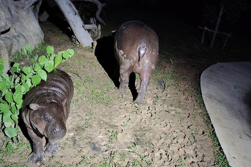 ชมทุ่งดอกเทียนเรืองแสง และส่องสัตว์กลางคืน Night Zoo 2568