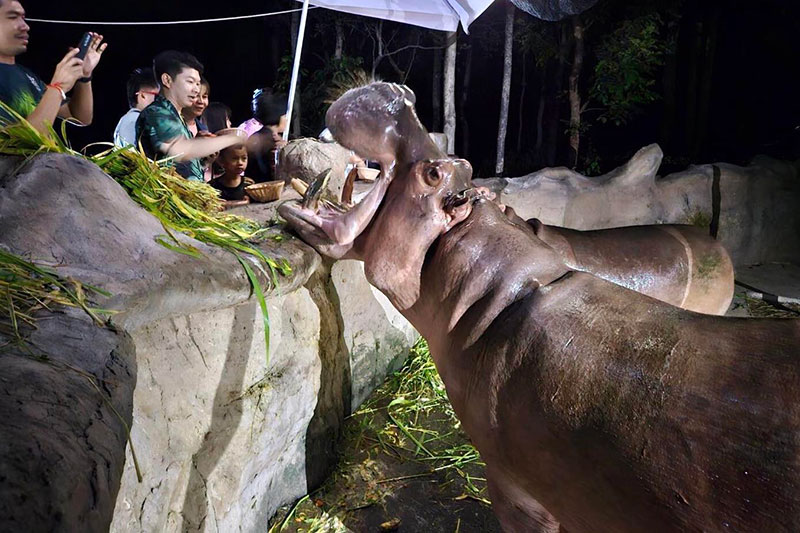 ชมทุ่งดอกเทียนเรืองแสง และส่องสัตว์กลางคืน Night Zoo 2568