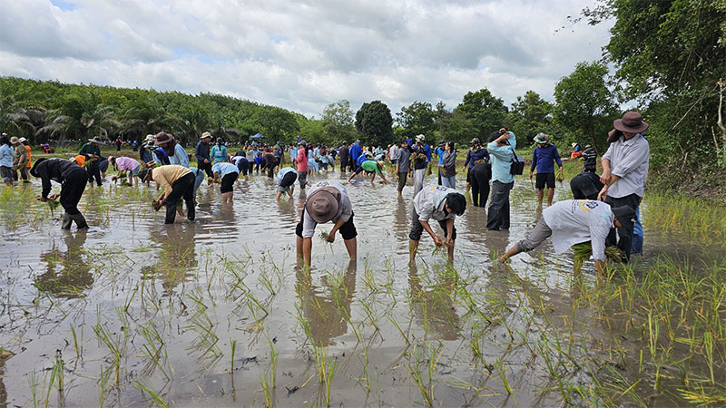 เกษตรศาสตร์ ม.อุบลฯ นำน้องใหม่เรียนรู้เชิงปฏิบัติผ่านโครงการมือเรียวรอเกี่ยวรวง ระยะที่ 1 ช่วงดำนา