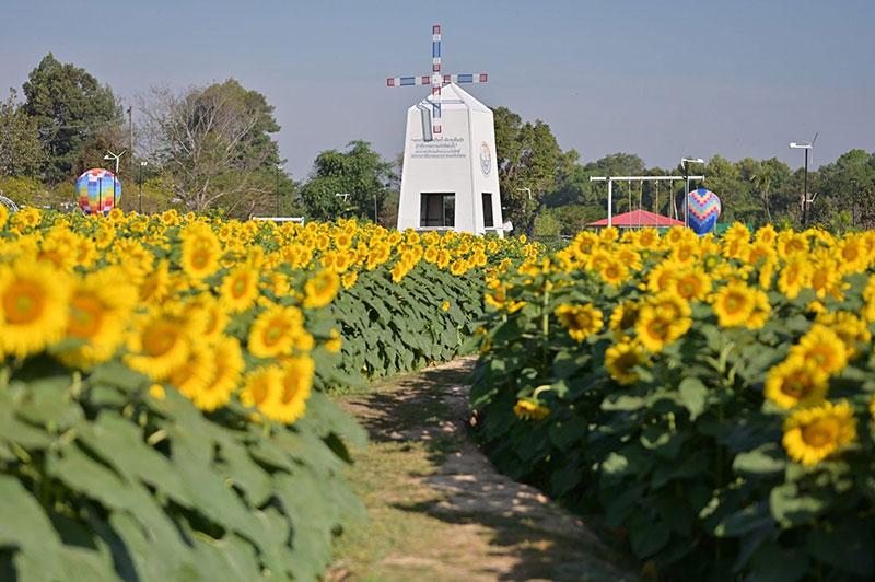 เปิดเทศกาลทุ่งทานตะวัน @ทุ่งบูรพา ชวนเที่ยวฟรี กระตุ้นเศรษฐกิจอุบลฯ
