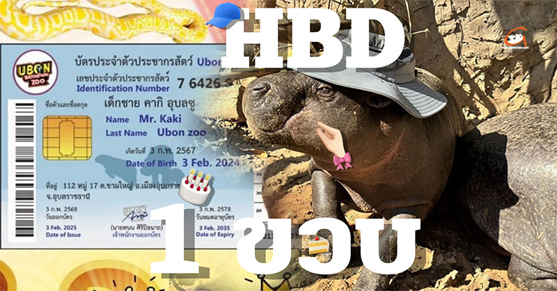 สวนสัตว์อุบลฯ เชิญชวนร่วมฉลองวันเกิดน้องคากิ ครบรอบ 1 ปี
