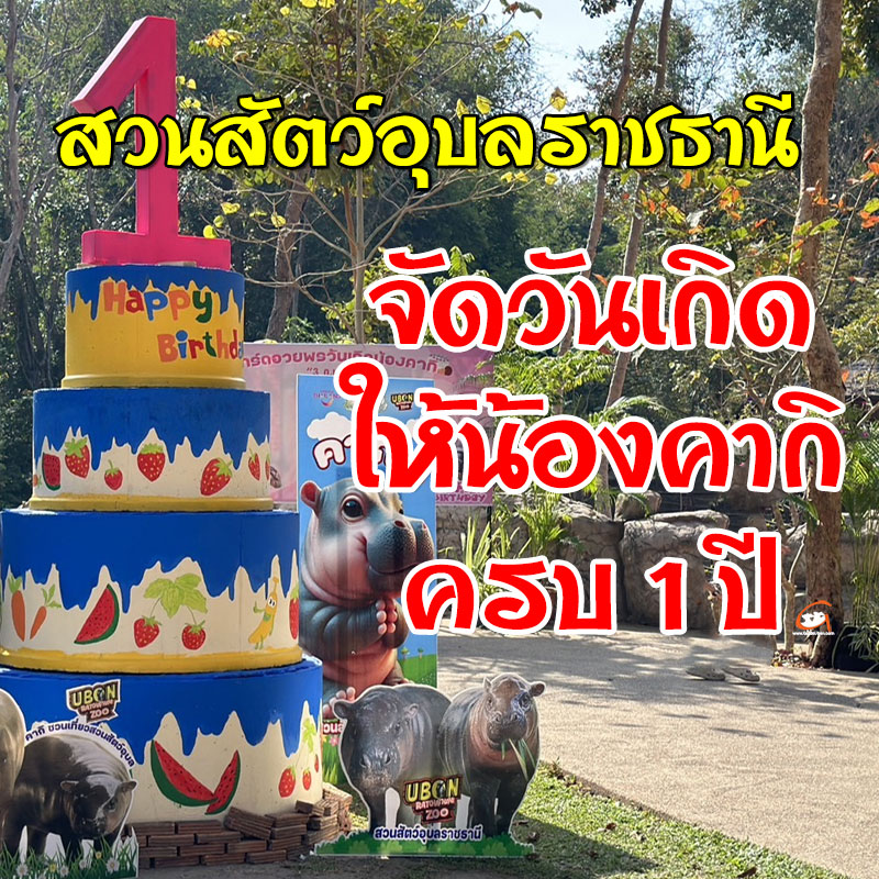 สวนสัตว์อุบลราชธานี จัดวันเกิดให้น้องคากิ ครบรอบ1 ปี