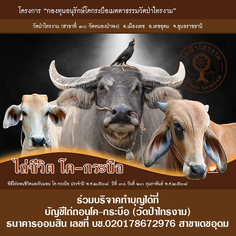 พิธีไถ่ถอนชีวิตและรับมอบ โค-กระบือ ประจำปี 2568 วัดป่าไทรงาม