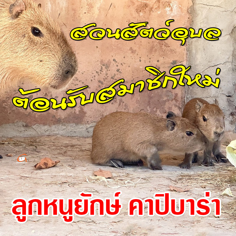 สวนสัตว์อุบลฯ ต้อนรับสมาชิกใหม่ ลูกหนูยักษ์ หรือคาปิบาร่า