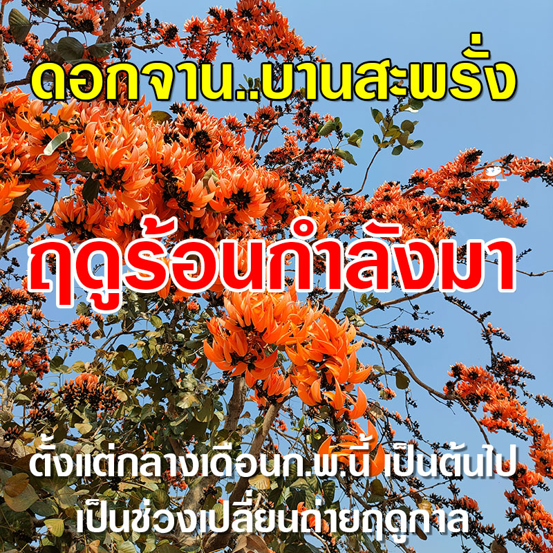 ดอกจาน..บานสะพรั่ง เป็นสัญญาณ ฤดูร้อนกำลังมา