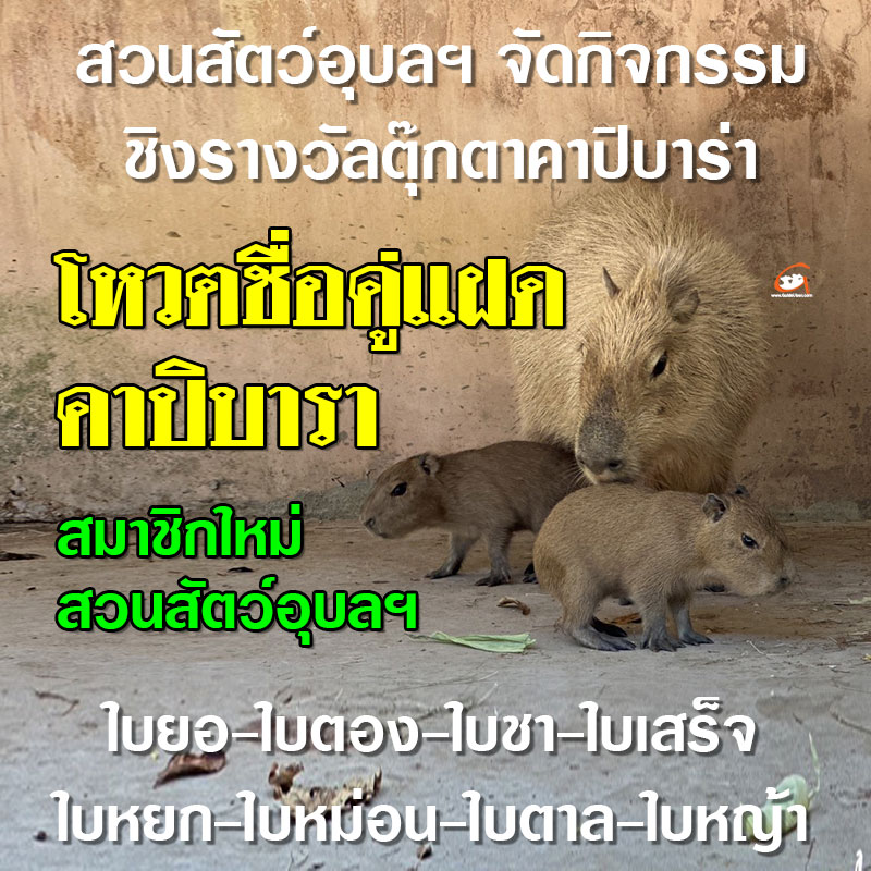 ร่วมโหวตชื่อ ให้สมาชิกใหม่ คาปิบาร่าคู่แฝด สวนสัตว์อุบลราชธานี