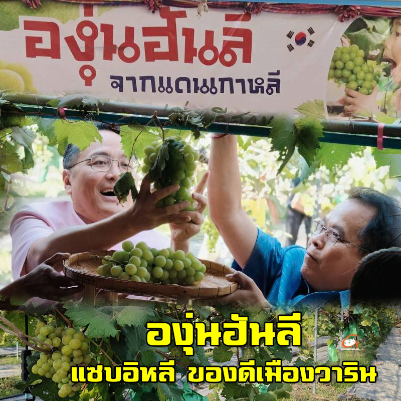 องุ่นฮันลี แซบอิหลี ของดีเมืองวาริน Hanlee Farm Story