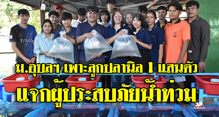 ม.อุบลฯ เพาะลูกปลานิล สายพันธุ์จิตรลดา แจกผู้ประสบภัยน้ำท่วม