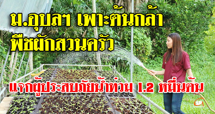 ม.อุบลฯ เพาะต้นกล้าพืชผักสวนครัว 1.2 หมื่นต้น แจกผู้ประสบภัยน้ำท่วม