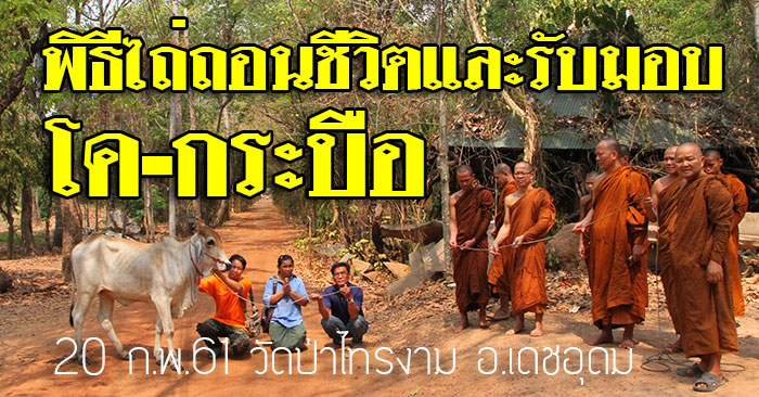 เชิญร่วมพิธีไถ่ถอนชีวิต รับมอบ โค-กระบือ วัดป่าไทรงาม อ.เดชอุดม