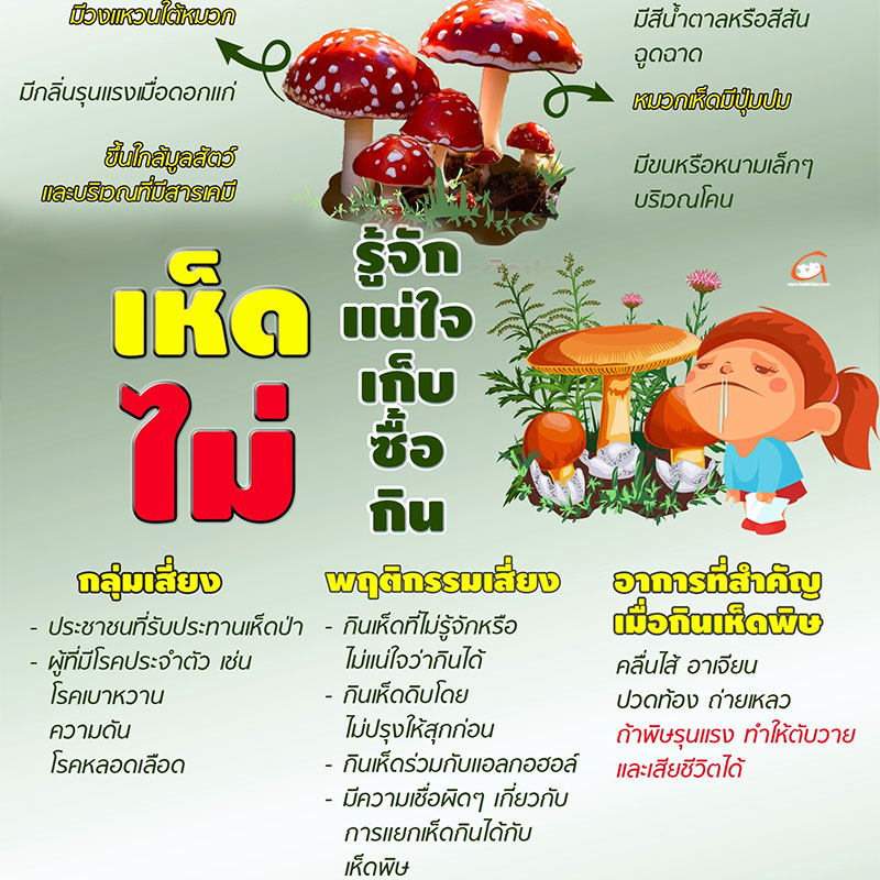 สคร.10 อุบลฯ เตือน กินเห็ดป่า อาจเป็น “เห็ดพิษ” 