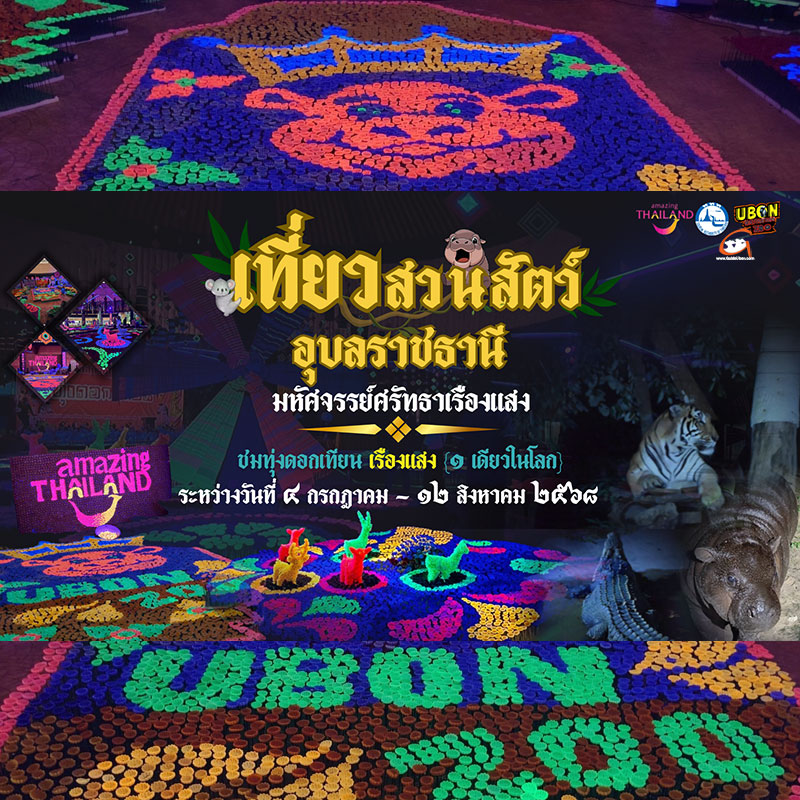 สวนสัตว์อุบลฯ เชิญชมมหัศจรรย์ศรัทธาทุ่งดอกเทียนเรืองแสง ปี2568