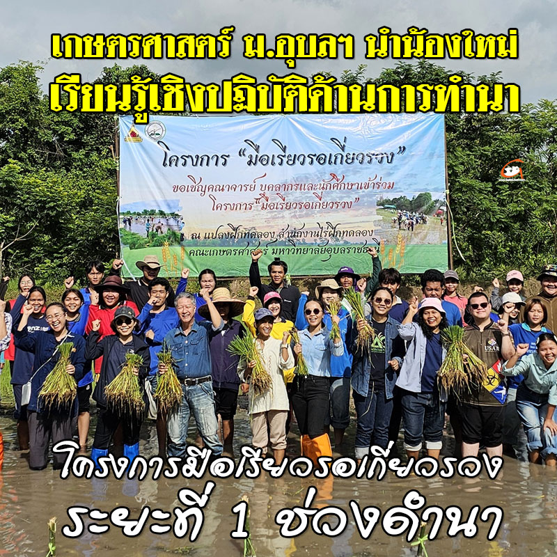 เกษตรศาสตร์ ม.อุบลฯ นำน้องใหม่เรียนรู้เชิงปฏิบัติผ่านโครงการมือเรียวรอเกี่ยวรวง ระยะที่ 1 ช่วงดำนา