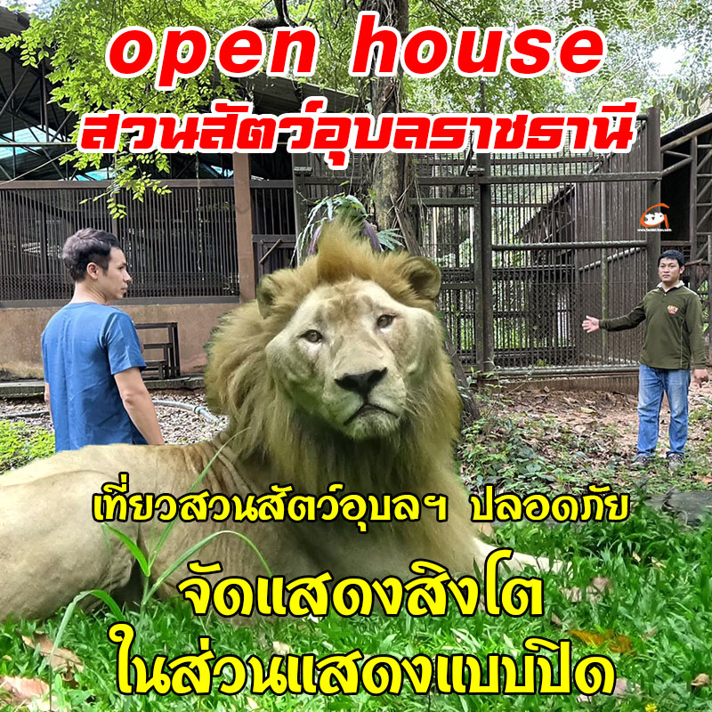 เที่ยวสวนสัตว์อุบลฯ ปลอดภัย จัดแสดงสิงโตภายในส่วนแสดงแบบปิด