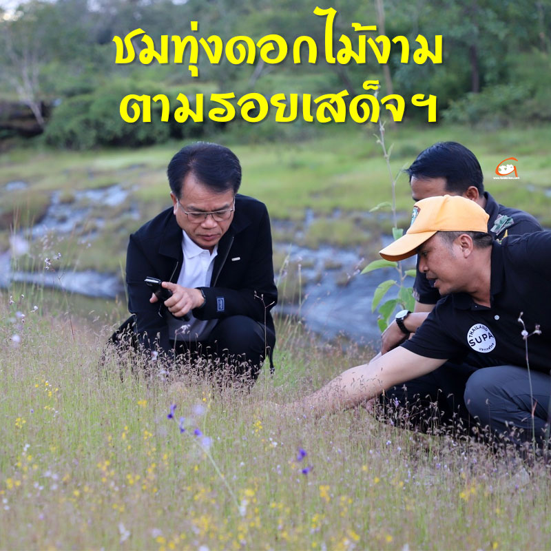 พ่อเมืองอุบลฯ ลงพื้นที่ชมทุ่งดอกไม้ป่าตามรอยเสด็จฯ