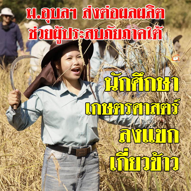 ม.อุบลฯ ลงแขกเกี่ยวข้าว ส่งต่อผลผลิตช่วยผู้ประสบภัยภาคใต้