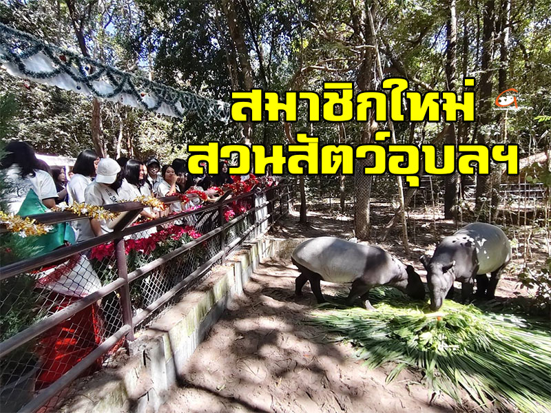 สวนสัตว์อุบล เปิดตัวสัตว์ป่าสงวนของไทยในอุบล “สมเสร็จ”