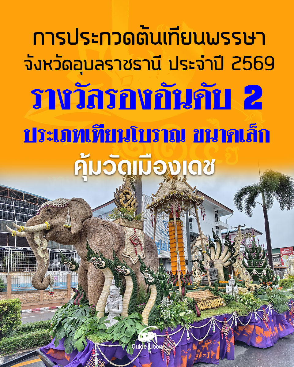 ต้นเทียนโบราณ ขนาดเล็ก คุ้มวัดเมืองเดช