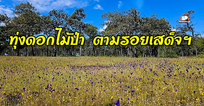 ทุ่งดอกไม้ป่า ตามรอยเสด็จฯ บริเวณน้ำตกสร้อยสวรรค์