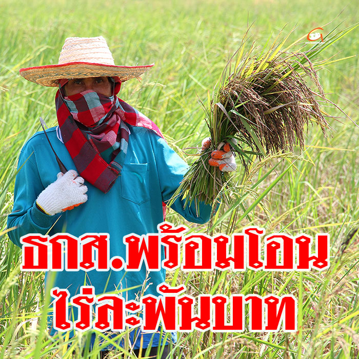 ชาวนาเฮ! ธกส.พร้อมโอนเงินช่วยเหลือไร่ละพัน