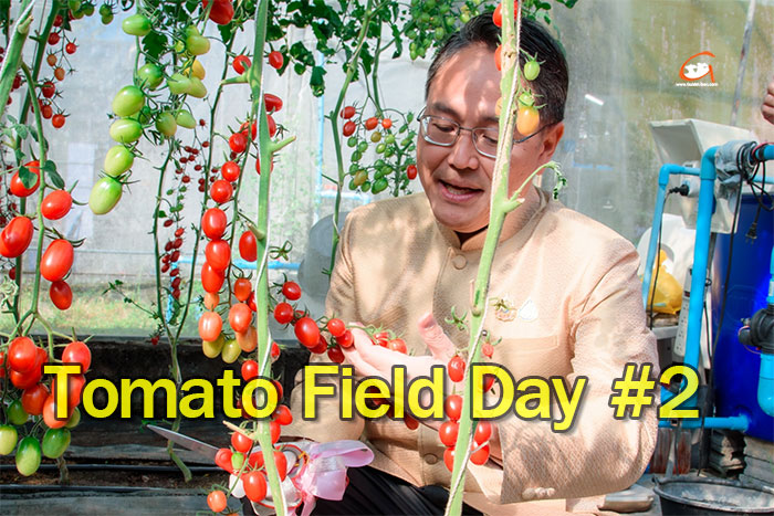 วันมะเขือเทศหวานทานสด Tomato Field Day ครั้งที่ 2