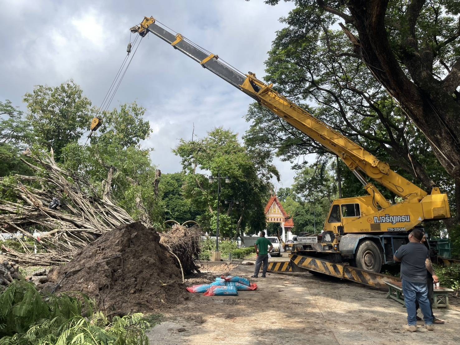 เร่งกู้ต้นไทรอายุกว่า 100 ปี หลังลมฝนพัดโค่นในพิพิธภัณฑสถานแห่งชาติอุบลราชธานี