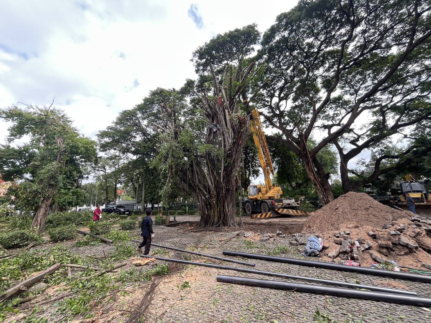 เร่งกู้ต้นไทรอายุกว่า 100 ปี หลังลมฝนพัดโค่นในพิพิธภัณฑสถานแห่งชาติอุบลราชธานี
