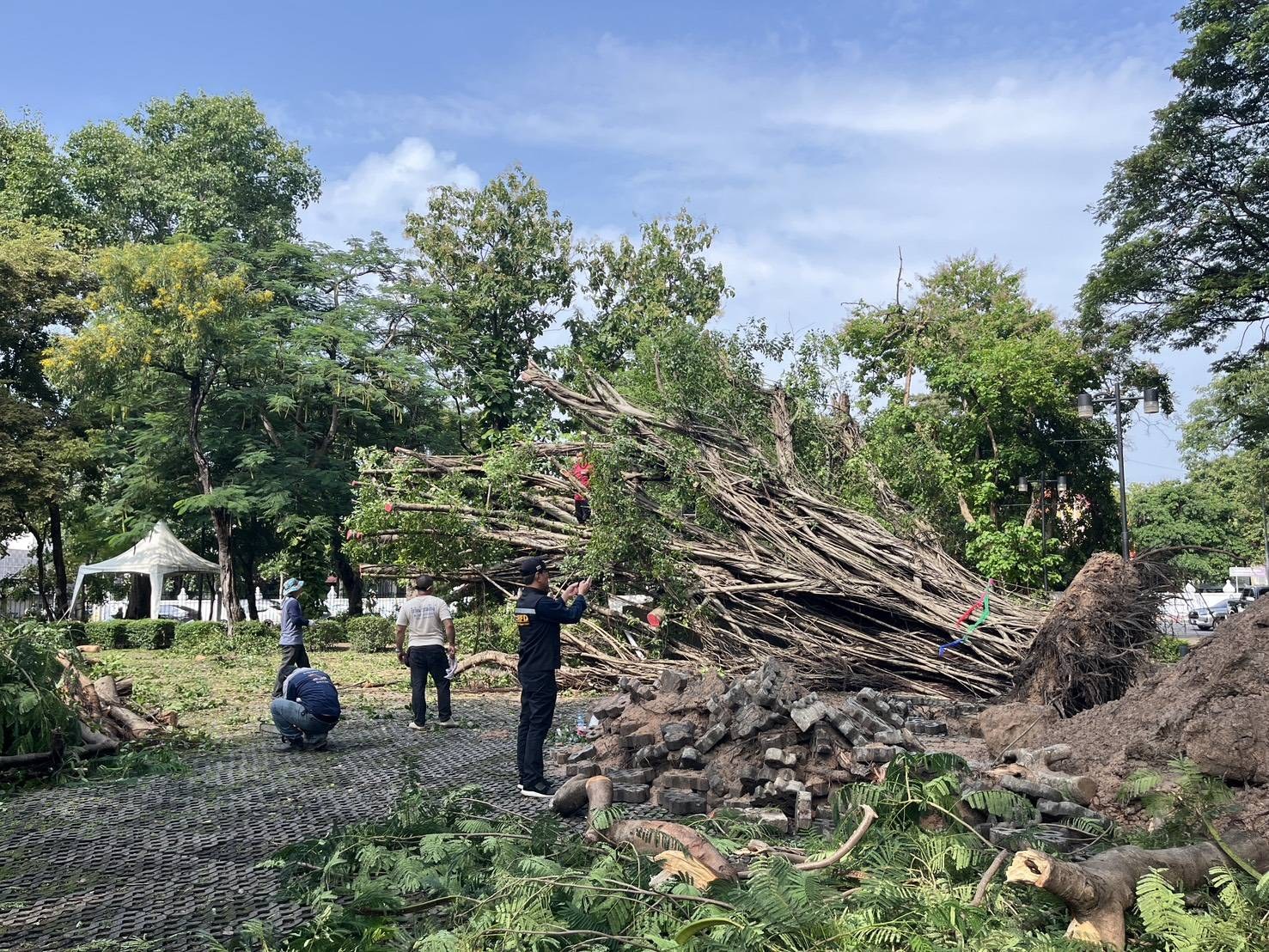 เร่งกู้ต้นไทรอายุกว่า 100 ปี หลังลมฝนพัดโค่นในพิพิธภัณฑสถานแห่งชาติอุบลราชธานี