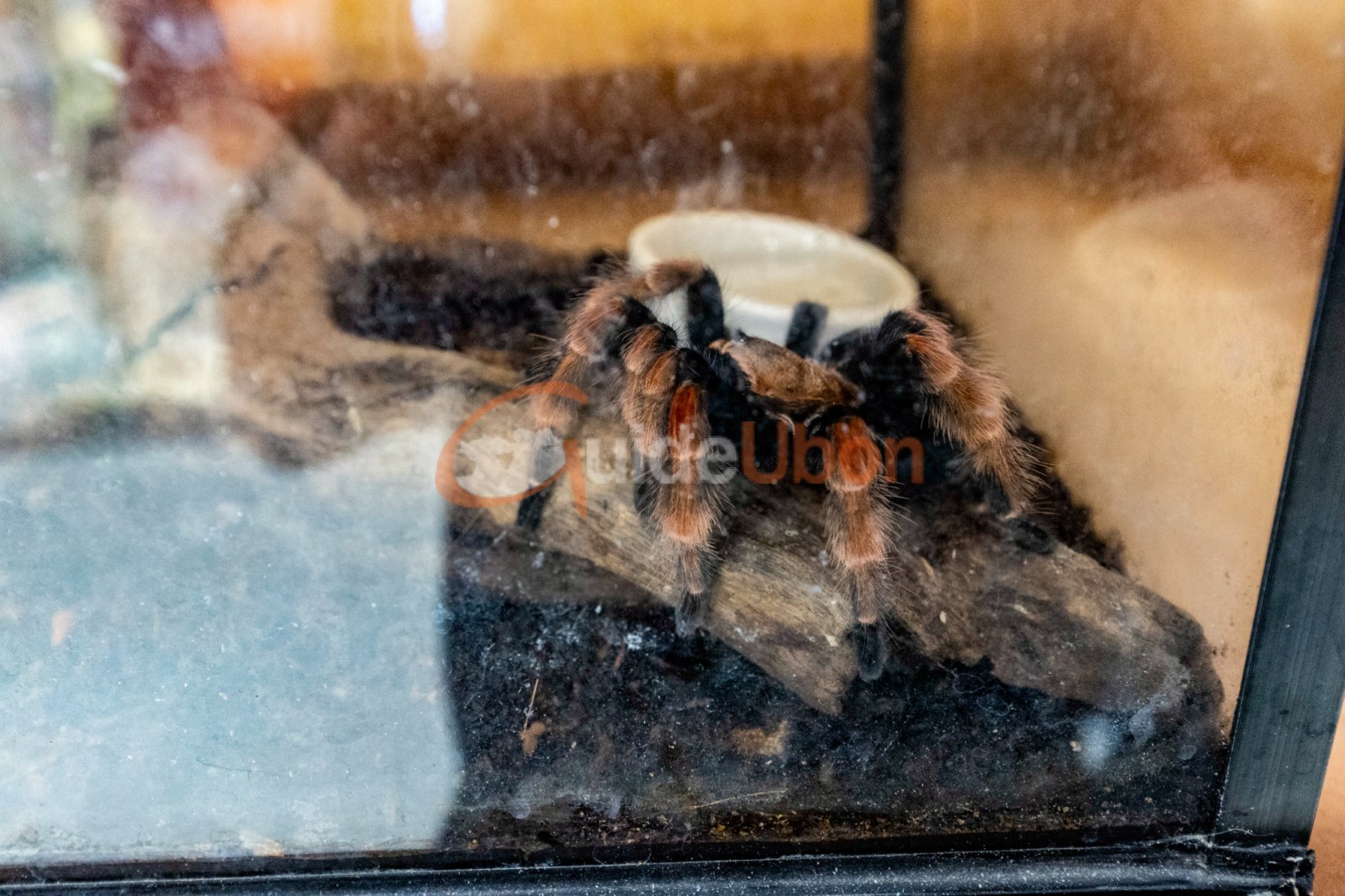 Spooky Pet Village สัมผัสบ้านผีสิง ชมสัตว์แปลก ที่เซ็นทรัลอุบล
